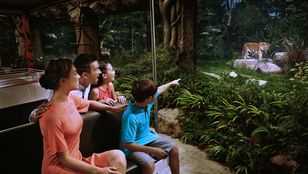 Embark on a mesmerizing Night Safari tour, exploring captivating nocturnal wildlife and immersing in a unique nocturnal adventure.